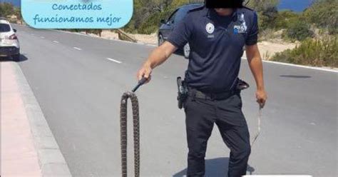 La Polic A De Sant Josep Retira Una Serpiente En Cala Vedella