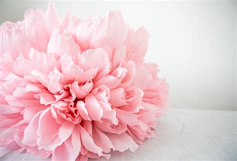 Online Paper Flower Courses Pink And Posey By Quynh D Nguyen