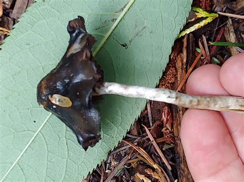 Psilocybe baeocystis in October 2020 by kathawk · iNaturalist