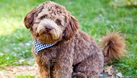 Schnoodle Dog Breed Information Photos History And Care Advice