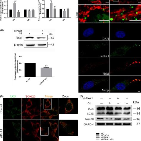 Ampk Knockout And Pink1 Knock‐down Increased Cd‐induced Nlrp3caspase1