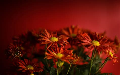 Red Flowers Red Flowers Plants Wallpapers Hd Desktop And Mobile