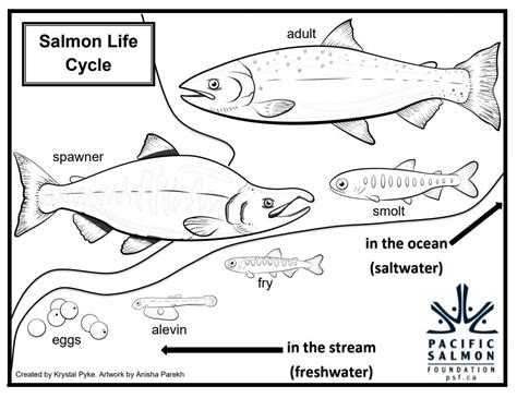 Sockeye Salmon Coloring Pages