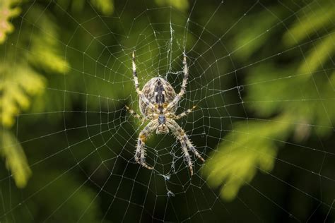 Fond d'écran ARANEUS Diadematus, araignée, Web, European Garden Spider ...