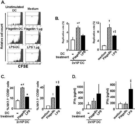 Nk Cell Proliferation And Activation Forty Eight Hours After