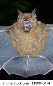 Esser False Vampire Bat Sleeping Cave Stock Photo (Edit Now) 1174044118