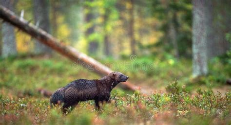 Wolverine in Wild Nature. Natural Habitat Stock Image - Image of ...