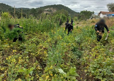 Erradican plantaciones ilícitas en Petén y Totonicapán Agencia