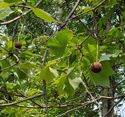 » Platanus occidentalis | The Friesner Herbarium