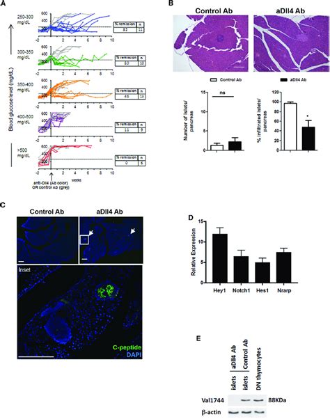 Dll Notch Signaling Blockade Preserves Islets And Reverses Diabetes In