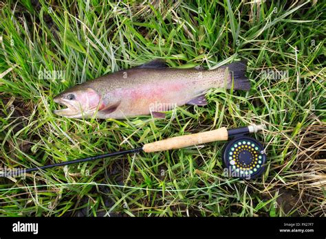 Rainbow trout caught while fly fishing Stock Photo - Alamy