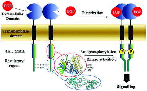 Epidermal Growth Factor Receptor Egfr Structure In Cellular Membrane