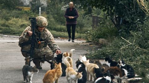 Cats Rescued From The War In Ukraine Arrive In The Us And Are Up For