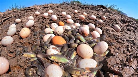 Wow Top Fisherman Catch A Lot Of Fish And Pick Duck Eggs In Pond In