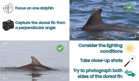 How To Photograph Bottlenose Dolphins Irish Whale And Dolphin Group