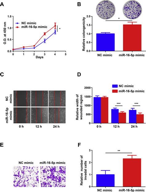 Mir P Overexpression Promotes Ccrcc Cell Proliferation Migration