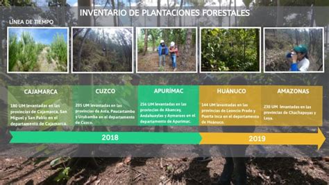 L Nea De Tiempo De Inventario De Plantaciones Forestales