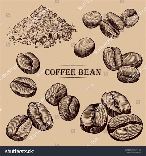 Coffee Bean Drawing