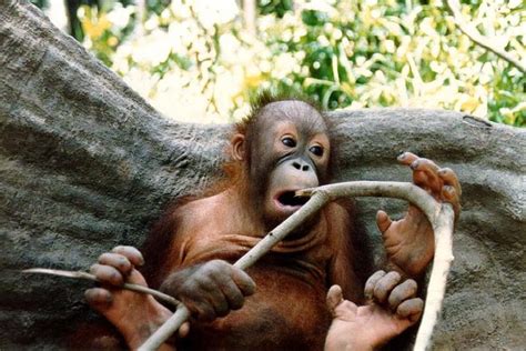 Sepilok Orang Utan Bornean Sun Bear Centre With Sandakan City Tour