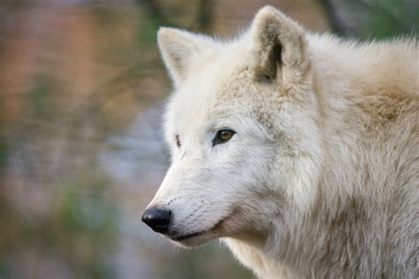 Hudson Bay Wildlife: See Nature At Her Best - Expedition Cruise