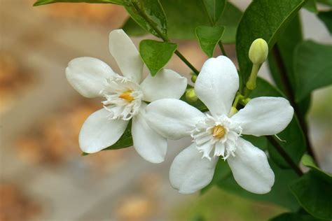 25 Outdoor Plants That Smell Amazing