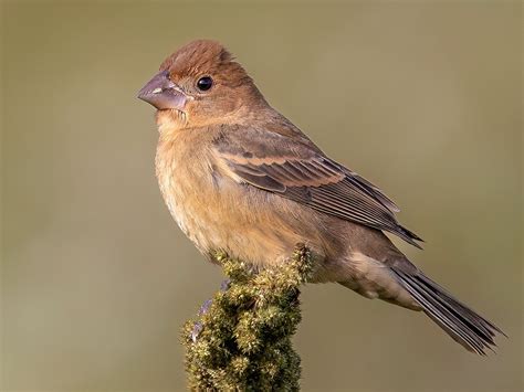 Interpreting Red Winged Blackbird Behavior All About Birds