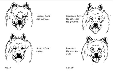 Samoyed Standard