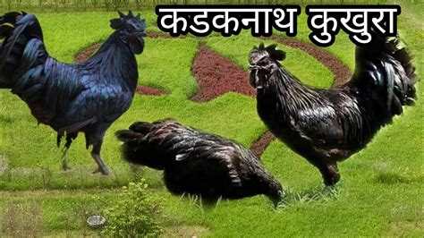 Kadaknath Murgi Kadaknath Chicken कडकनाथ कुखुरा Youtube