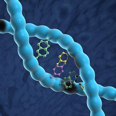 DNA Double Helix 3D Model #AD ,#Double#DNA#Model#Helix Dna Model ...