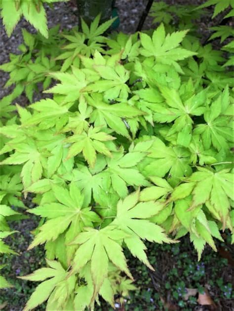 Acer Palmatum Orange Dream Yellow Japanese Maple Maple Ridge Nursery