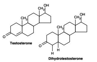 Structure Of Testosterone