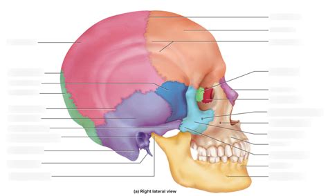 Bones Of The Skull Diagram Quizlet