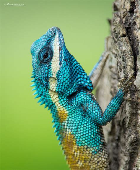 Blue Crested Lizard Lizard Blue Lizard Pictures Of Reptiles