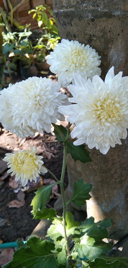 Chrysanthemum Morifolium Ramat Stock Photo Image Of Centrepiece