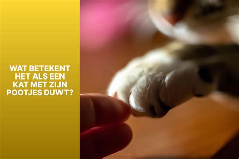 Waarom Duwen Katten Met Hun Pootjes