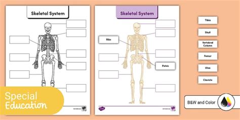 The Skeletal System Bone Labeling Activity Teacher Made