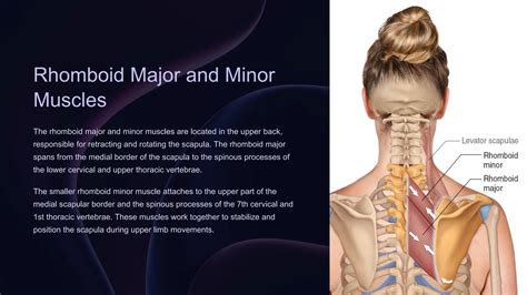 Human body Back muscles anatomy explained pptx | PPT