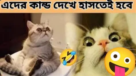 এদের কান্ড দেখে হাসি থামবে না Animals Funny Moment 2023 🤪😁 Youtube