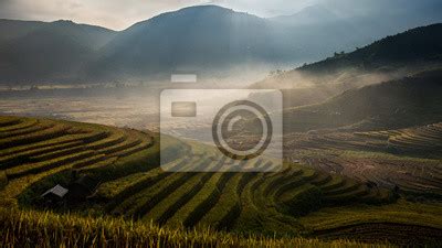 Plakat Pola Ry Owe Na Tarasie W Porze Deszczowej W Mu Cang Chai Yen Na