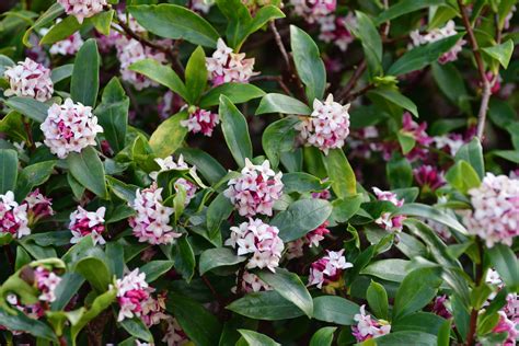 6 scented plants to make your garden smell divine this winter