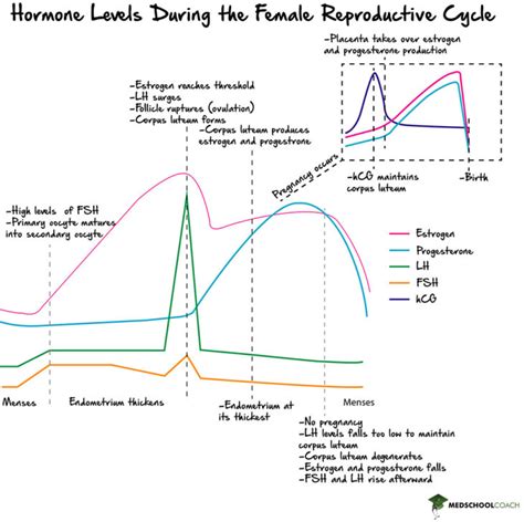 Pregnancy Parturition And Lactation Mcat Biology Medschoolcoach