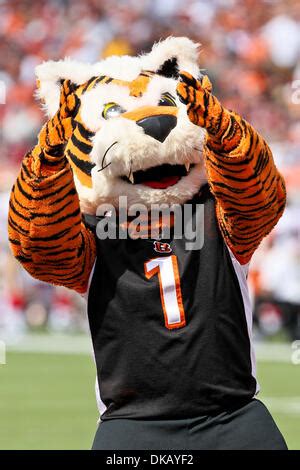 Who Dey the Cincinnati Bengals Mascot Stock Photo - Alamy