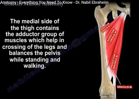 Anatomy of Gracilis Muscle — OrthopaedicPrinciples.com