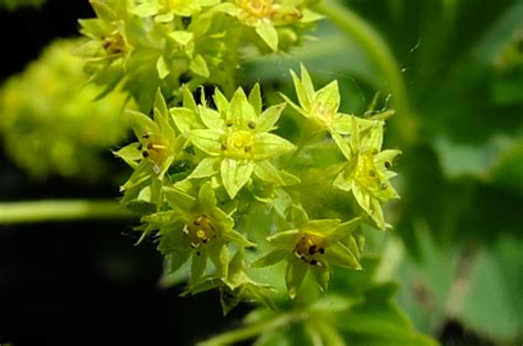 Alchemilla Speciosa Rosaceae Image At Phytoimages Siu Edu