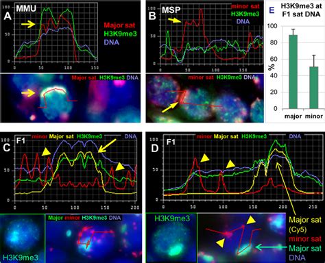 Heterochromatin Marks At Pericentric Heterochromatin Pch