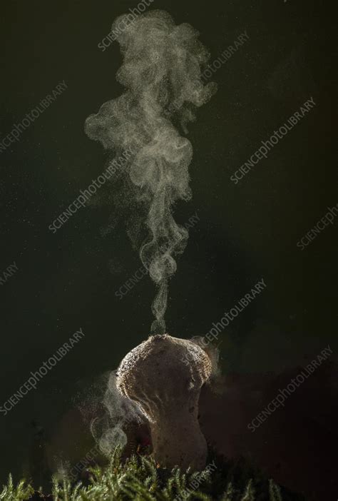 common puffball producing spores  pore stock image
