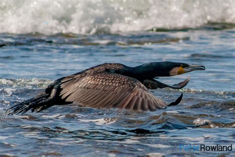 Great Cormorant - Peter Rowland Photographer & Writer