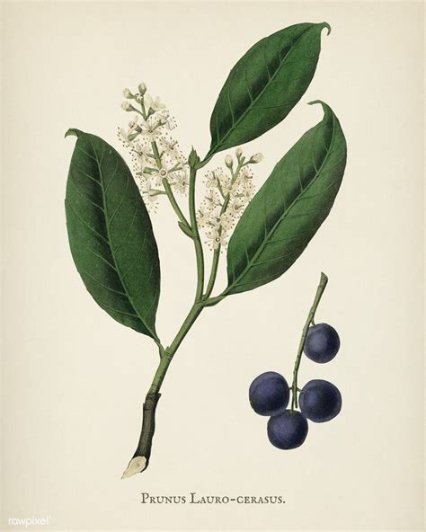 Download Premium Illustration Of Cherry Laurel Prunus Laurocerasus