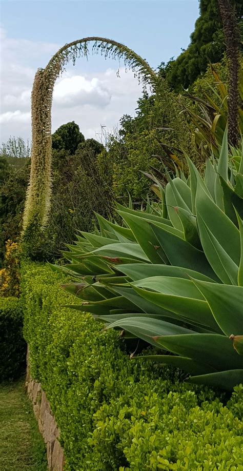 Agave attenuata in flower ed - Department of Biological Sciences