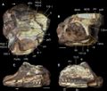 Category:Archosauromorpha fossils - Wikimedia Commons